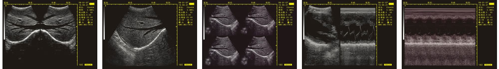V-20掌上B型超聲診斷儀(動物版)一流的數(shù)字成像技術(shù)，圖像更清晰
